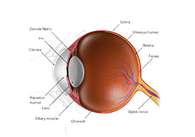 cornea