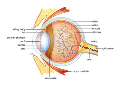 neuro-ophthalmology