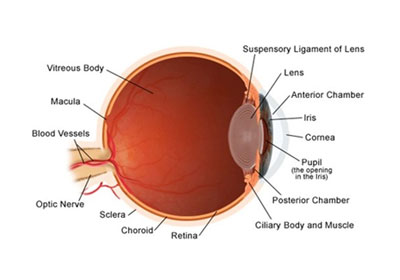 ocular_oncology