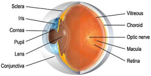 Retina and its blood vessels