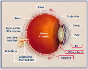 Uvea and its parts